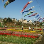 羽村市チューリップ祭り　会場　こいのぼり飾り 2016年