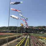 羽村市チューリップ祭り　会場　こいのぼり飾り 2017年
