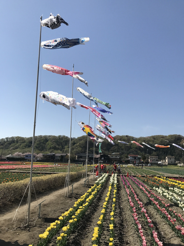 羽村市チューリップ祭り 会場 こいのぼり飾り 17年 鯉のぼりプロジェクト